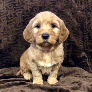 Meet your Posher, Tara